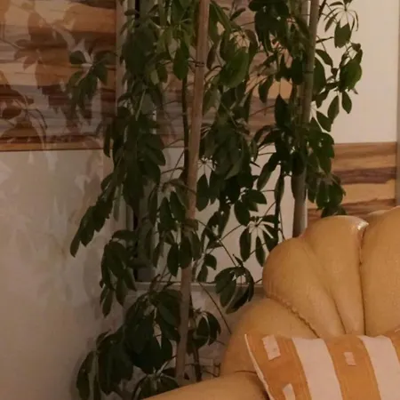 Duplex Tinel Split